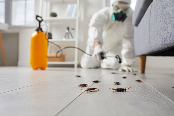 Affordable Termite Control solutions in Fairview, TX